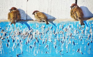 Walpuck - website - birds-and-poop